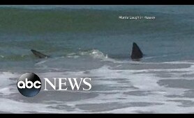 Shark Attacks Off the Coast of North Carolina |  ABC World News Tonight With David Muir | ABC News